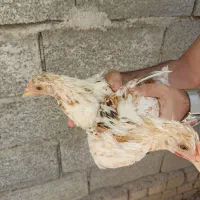 تعدادی جوجه لری گلین.