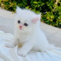 واگذاری بچه گربه های پرشین اصیل