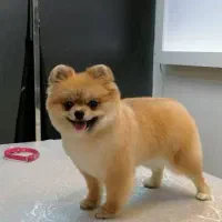 اصلاح و آرایشگر حیوانات سگ گربه در محل و منزل شما