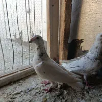 کبوتر شهرستانی|پرنده|رودهن, |دیوار