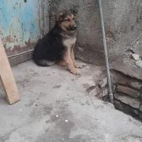 ژرمن شپرت اصل