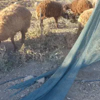 فروش ۹ عدد بره|حیوانات مزرعه|جوین, |دیوار