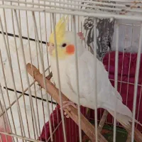 عروس هلندی