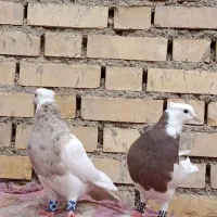 طوقی آجری 3تاامیدیه|پرنده|امیدیه, |دیوار