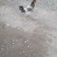 خروس