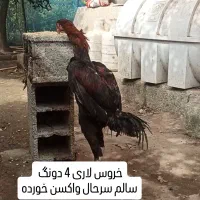 خروس فروشی