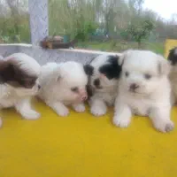 هاپوهای عروسکی ناز.|سگ|سنگر, |دیوار