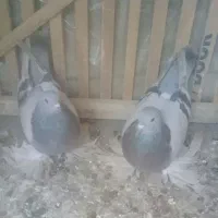 فروش یک جفت کبوتر سوت ابی للهلی نروماده