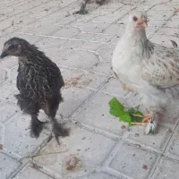 جوجه محلی ۴ ماهه