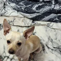 سگ شیواوا نر