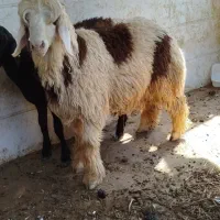 دو بره نر فوق‌العاده چاق چاق
