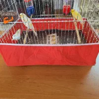 قناری ۲ عدد