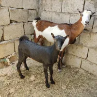 کهر جمولی با بچه ماده بزرگ