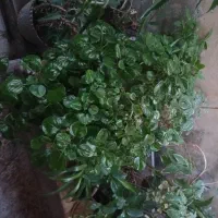 گل و گلدان