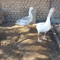 یک‌جفت غاز ۲ ساله گوشتی دست خور|حیوانات مزرعه|شادگان, |دیوار