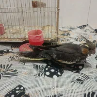 (فروش ویژه) عروس هلندی دستی دانخور و قفس خیلی بزرگ|پرنده|گرگان, |دیوار