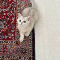 گربه بریتیش ماده|گربه|تهران, اقدسیه|دیوار
