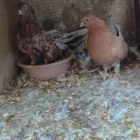 سرور بلند|پرنده|پیر بکران, |دیوار