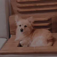 سگ اشپیتز پامر