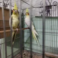 جفت عروس هلندی|پرنده|آمل, |دیوار