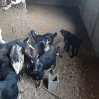 کهره نر چاق صادراتی