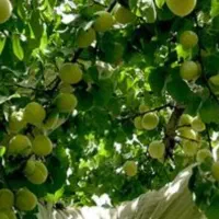 کار باغبانی هرس اصولی و مشاوره کودوسم دهی باغ