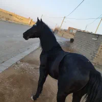 اسب کرد  شناسنامه دار. اصیل  4 ساله  خیلی فوری|حیوانات مزرعه|سقز, |دیوار