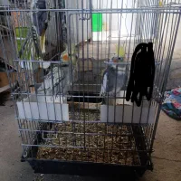 عروس هلندی یکش نر و دوتا جوجه