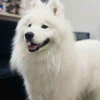 ساموئید نر اصیل