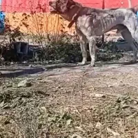 واگذاری سگ ۳ساله