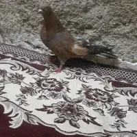 کفتر کله ای|پرنده|رامشیر, |دیوار