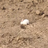 خرگوش خانگی