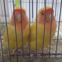 طوطی برزیلی|پرنده|مهدی شهر, |دیوار