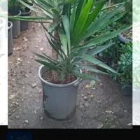 گل یوکا سه سال گلدون زدس