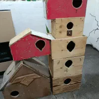 لانه عروس هلندی وقفس طوطی