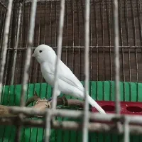 قناری وایت فاکتور نر بخون اورجینال