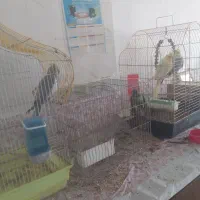 سه عدد عروس هلندی با یک گرینجیک|پرنده|شوشتر, |دیوار