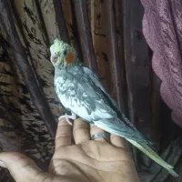 جوجه عروس هلندی دستی 60روزه|پرنده|اصفهان, جلالیه|دیوار