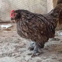 مرغ وخروس کوشین ومحلی 6عدد|حیوانات مزرعه|جهرم, |دیوار