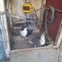 خوشرنگ جفتی
