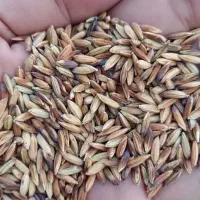 شلتوک عنبر درجه یک خشک شده