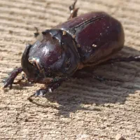 سوسک کرگدنی