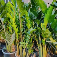 فروش گل‌های آپارتمانی قیمت توافقی|گل و گیاه طبیعی|ساری, |دیوار