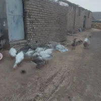 غاز فروشی