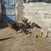 فروش مرغ و اردک