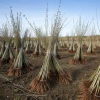 نهال صنوبر اصـلاح نـژاد|گل و گیاه طبیعی|اشتهارد, |دیوار