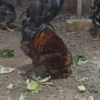 خروس محلی|حیوانات مزرعه|شاهین‌شهر, گزبرخوار|دیوار