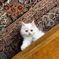 واگذاری غیر رایگان گربه|گربه|بیرجند, |دیوار