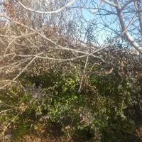 اجاره ۲۰۰۰ متر باغ و سوئیت