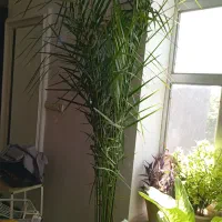 گل آپارتمانی|گل و گیاه طبیعی|مراغه, |دیوار